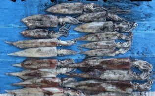 ＊沖波止ヤリイカ＊