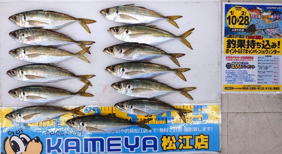 2026.2.28 アジ 夢みなと | かめや釣具