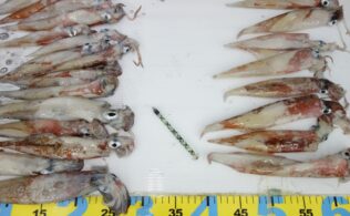 2026.2.15　平田　ヤリイカ