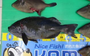 隠岐遠征釣果お持ち込み頂きました！