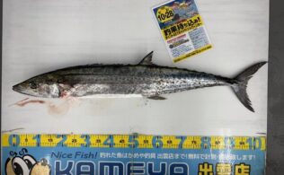 2026.2.17 十六島　サワラ