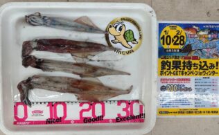 2026.2.17 ヤリイカ 大芦