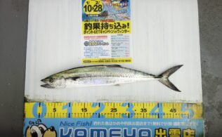 2026.2.15　境水道　サゴシ