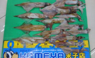 ヤリイカ好調です！