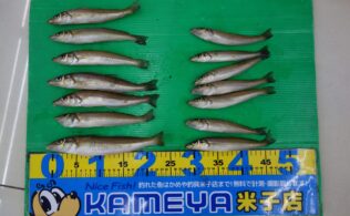 境水道　大きなキスの釣果です！