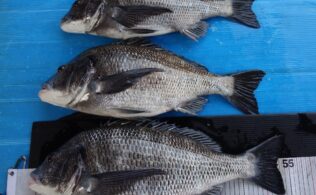 50cmオーバー　年なしチヌ×3枚!!