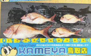 船タイラバ　真鯛