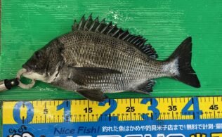 チヌ　持ち込み頂きました！！