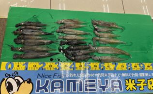 ヤリイカ絶好調