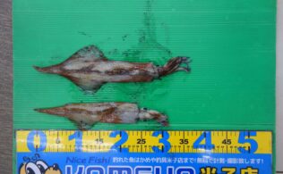 ヤリイカ　島根半島　0221