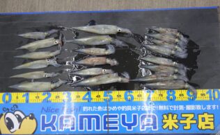 ヤリイカ持ち込み♪