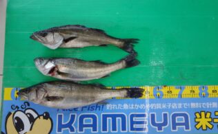 水道のシーバス！