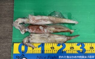 0206 ヤリイカ　美保関