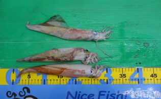 0207　ヤリイカ　美保関