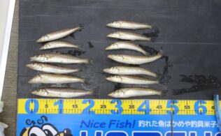 0212　キス　境水道