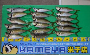 で、でかああい！！