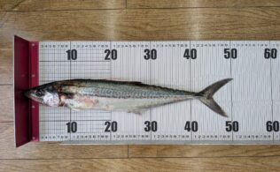 県東部波止　サゴシ　