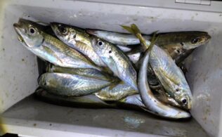 サビキのアジ好調です♪