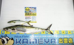 2026.2.16　十六島　サワラ・ワカナ