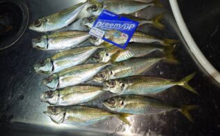 店長釣果　アジ！