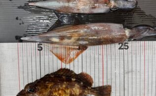 カサゴ & ヤリイカ