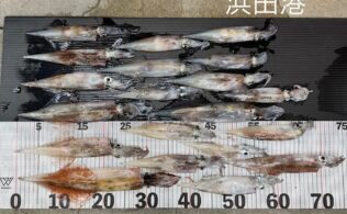 ヤリイカ 20杯！