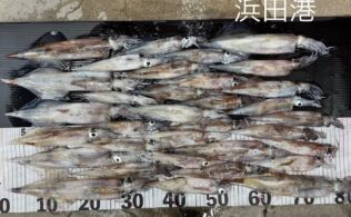 ヤリイカ 33杯！