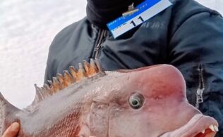 2026.3.15　浜田　西防波堤　コブダイ