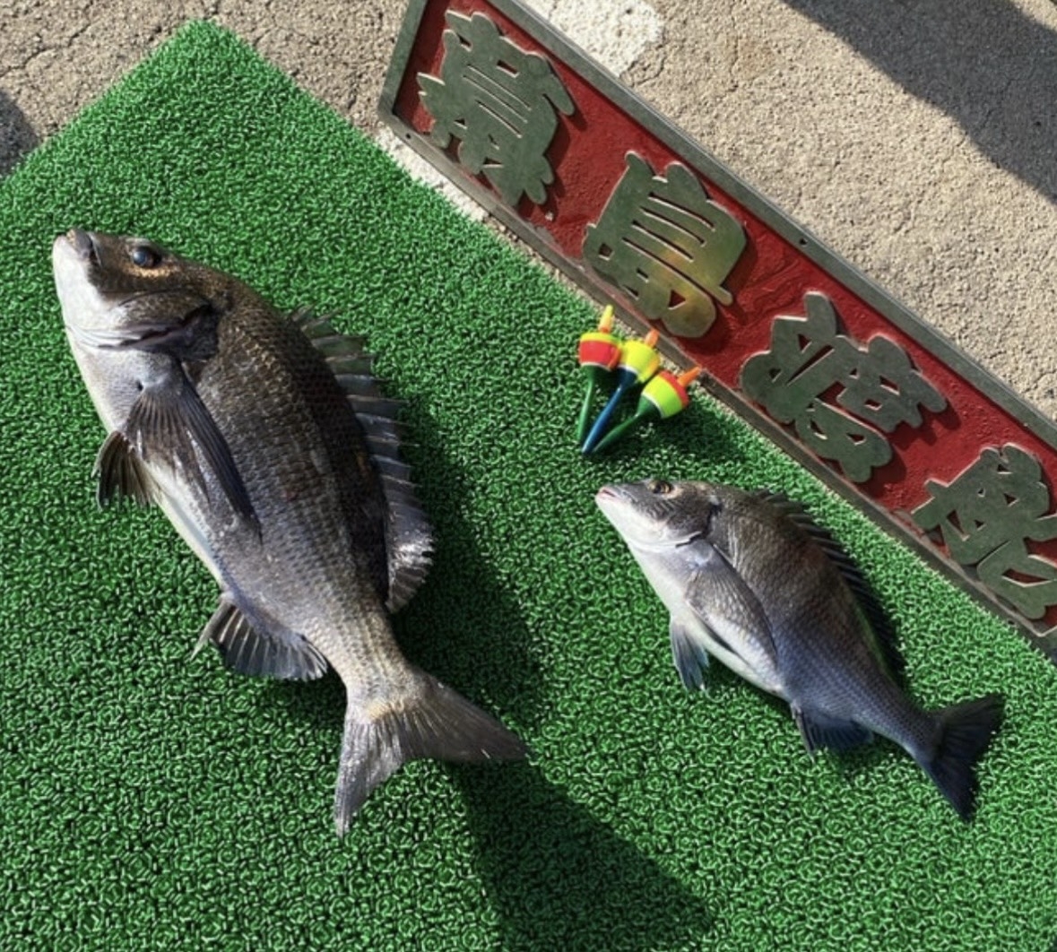 2026.3.5 大社湾 チヌ | かめや釣具