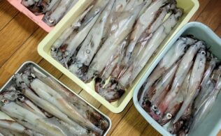 2026.3.12　島根半島　ヤリイカ