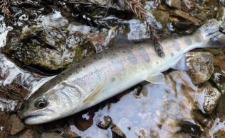 2026.3.12 神戸川　ヤマメ