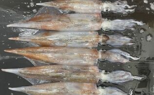 ヤリイカ１０杯