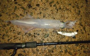 2026.3.15  島根半島　ヤリイカ