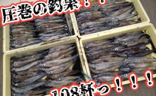 ヤリイカ圧巻の釣果🦑🦑🦑