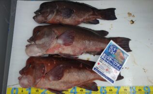 2026.3.15 温泉津　コブダイ