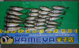 デカアジがやってきた！皆生周辺