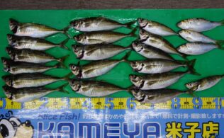 デカいアジが続々接岸中！皆生周辺