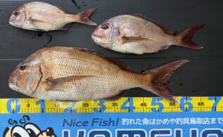 兵庫県　沖磯　真鯛