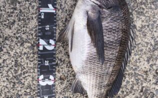 東部波止　チヌ