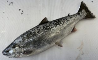 岸田川　サクラマス