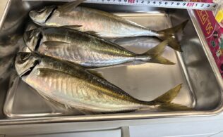 波止サビキ　アジ