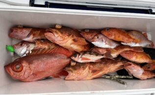 スピネギさいこう！