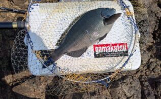 2026.3.12　隠岐　グレ