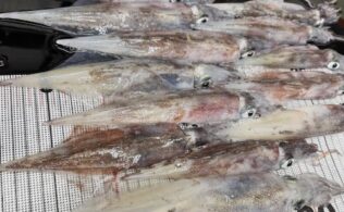 ヤリイカ　14杯