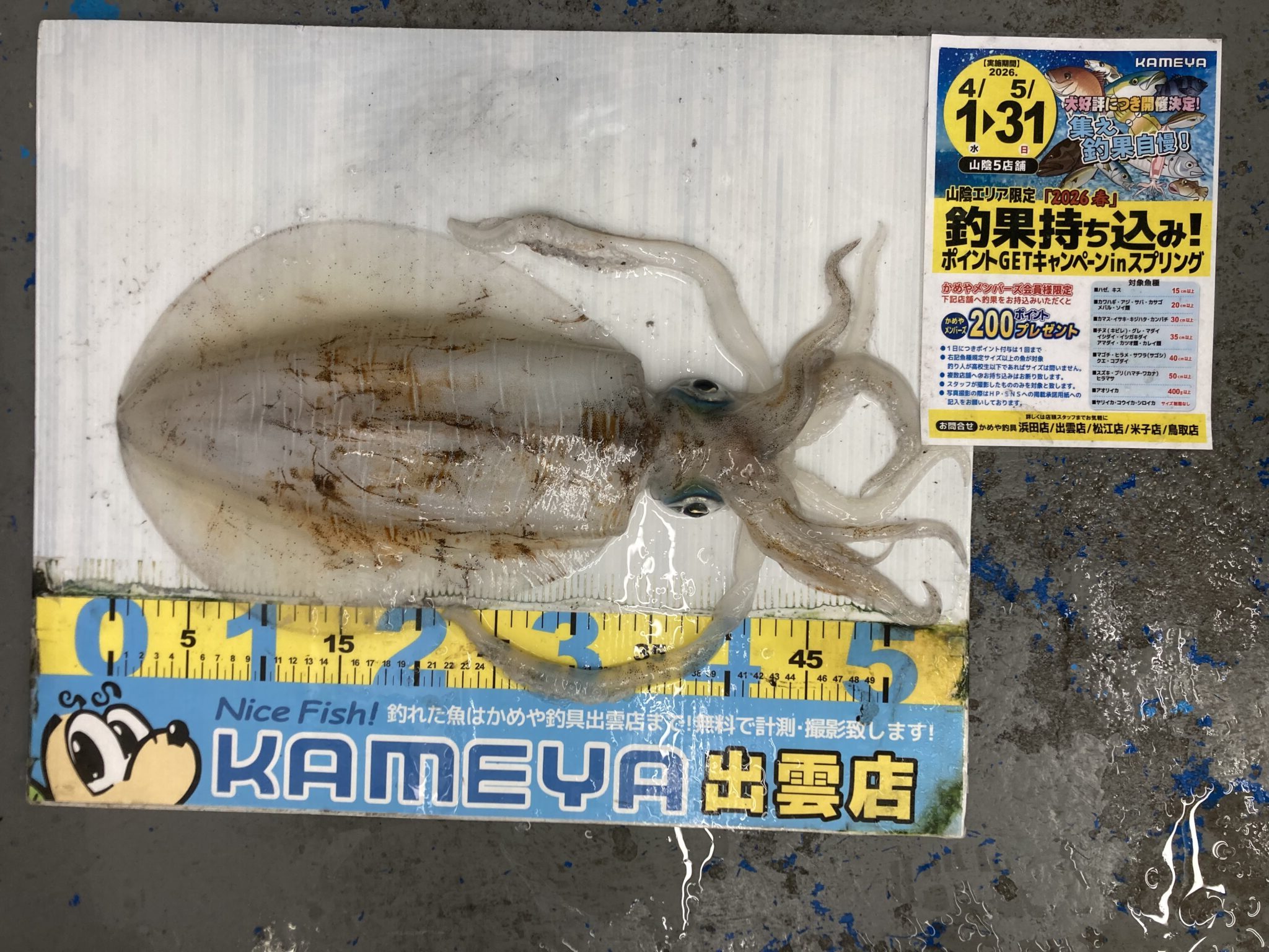 2026.4.16 大社地磯 アオリイカ | かめや釣具