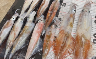 ヤリイカ　11杯