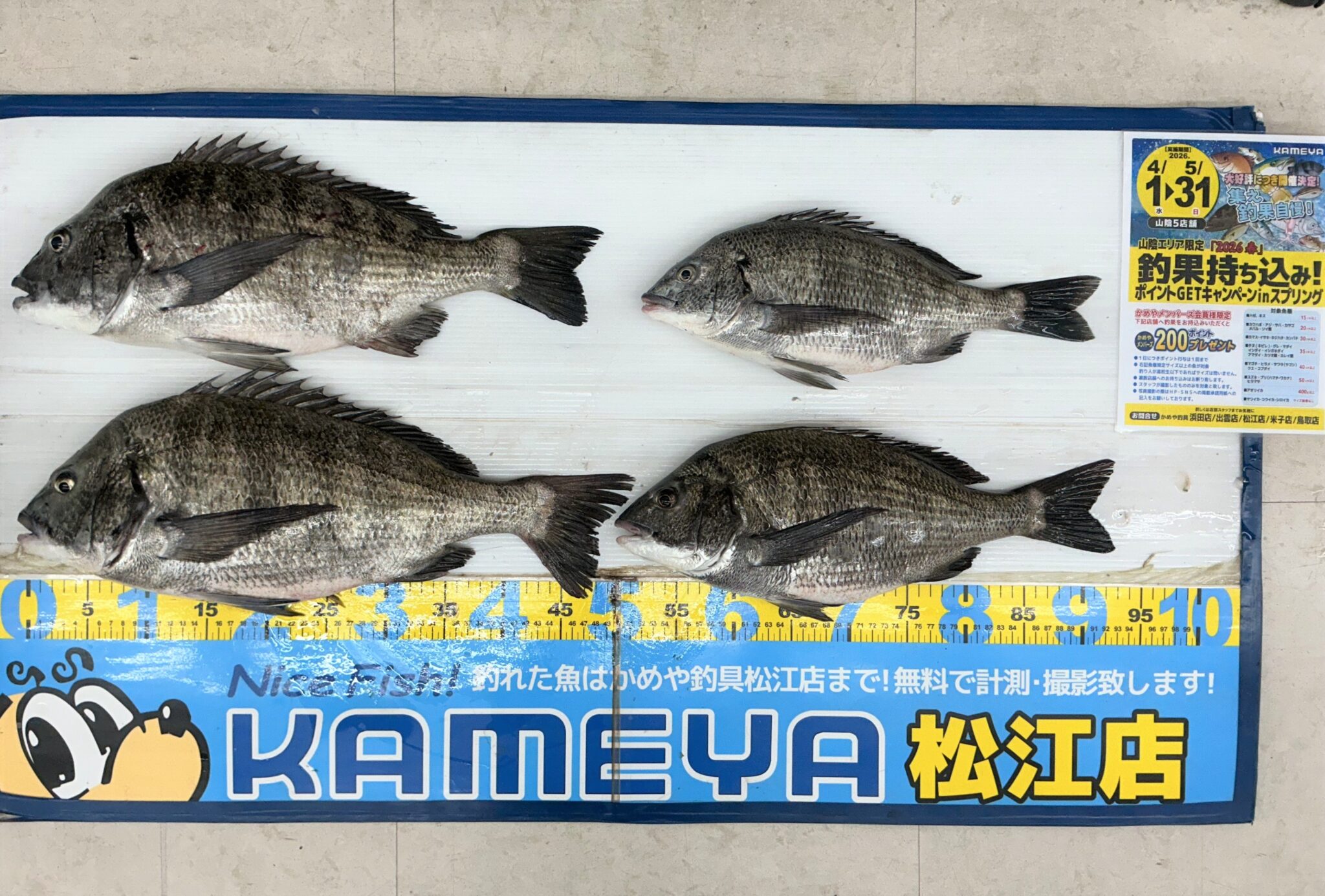 2026.4.13 中海 チヌ | かめや釣具