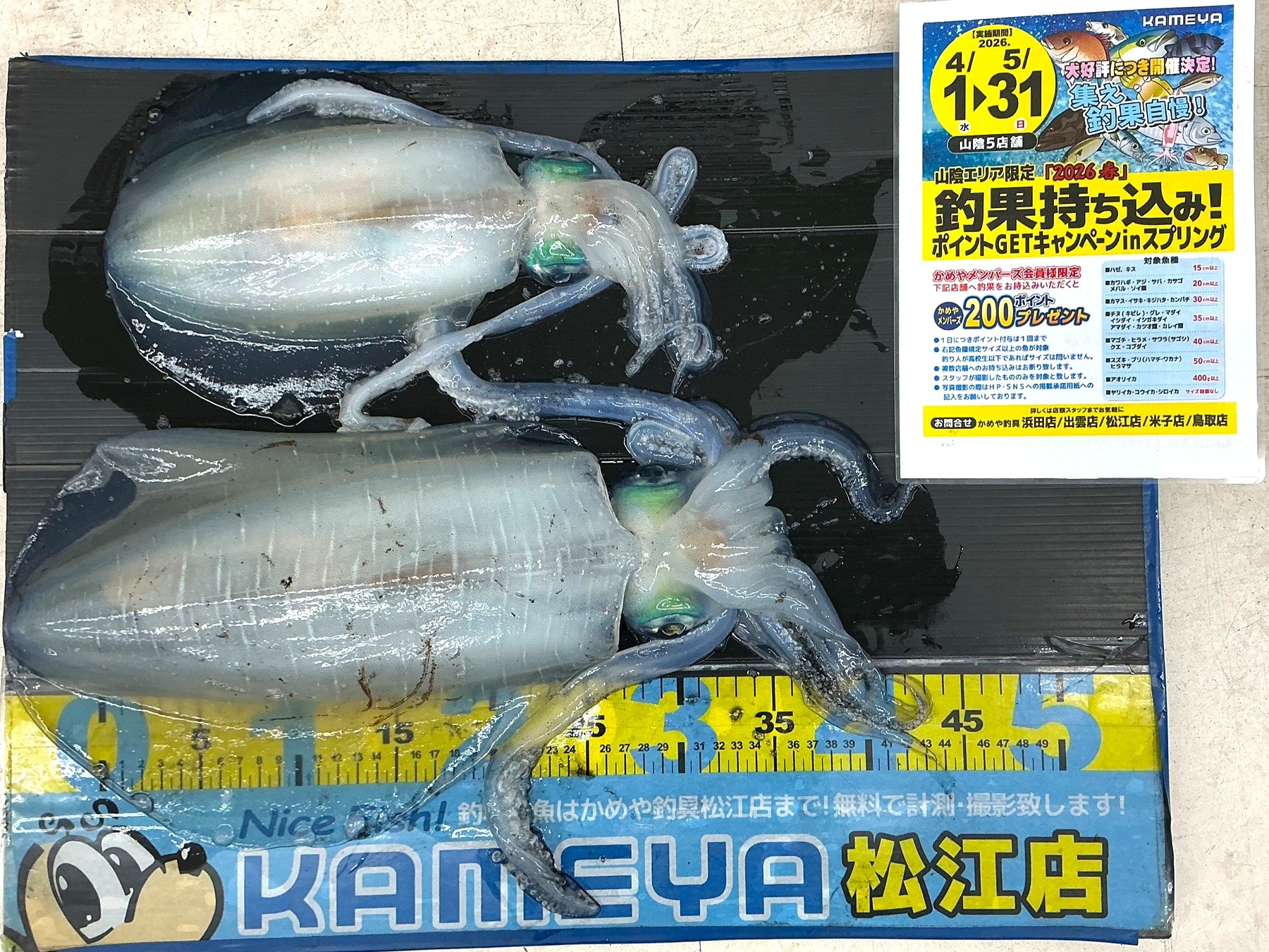 2026.4.28 アオリイカ 恵曇漁港 | かめや釣具