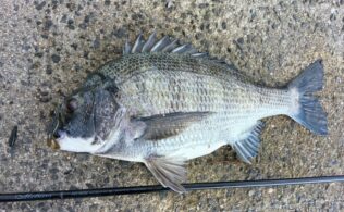 2026.4.5   大橋川　チヌ