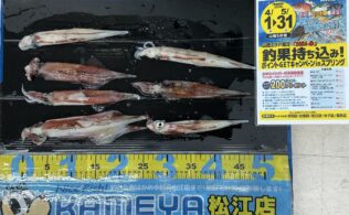 2026.4.5　　島根半島　　ヤリイカ